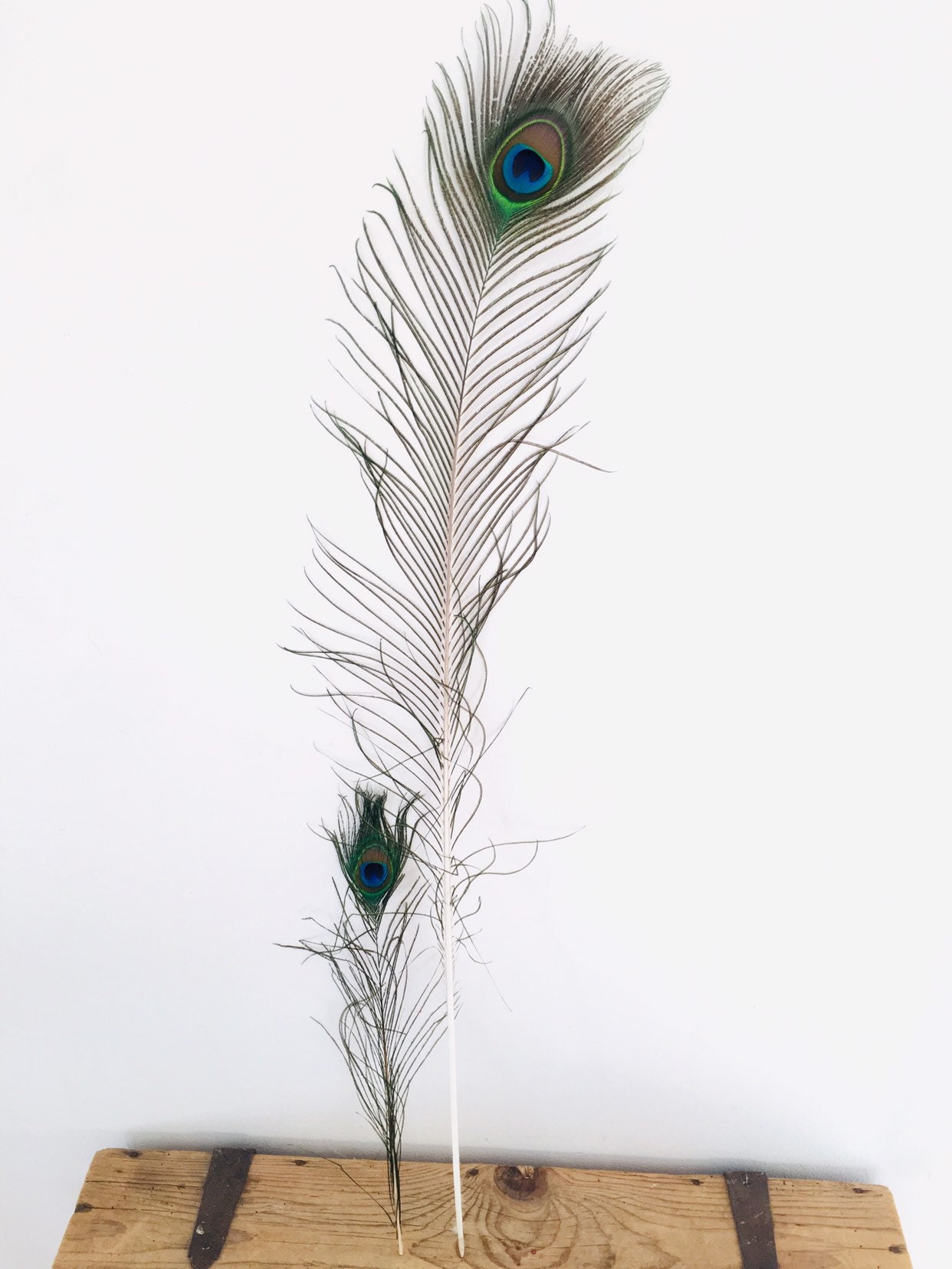 Natural Peacock Feather 70 Cm 