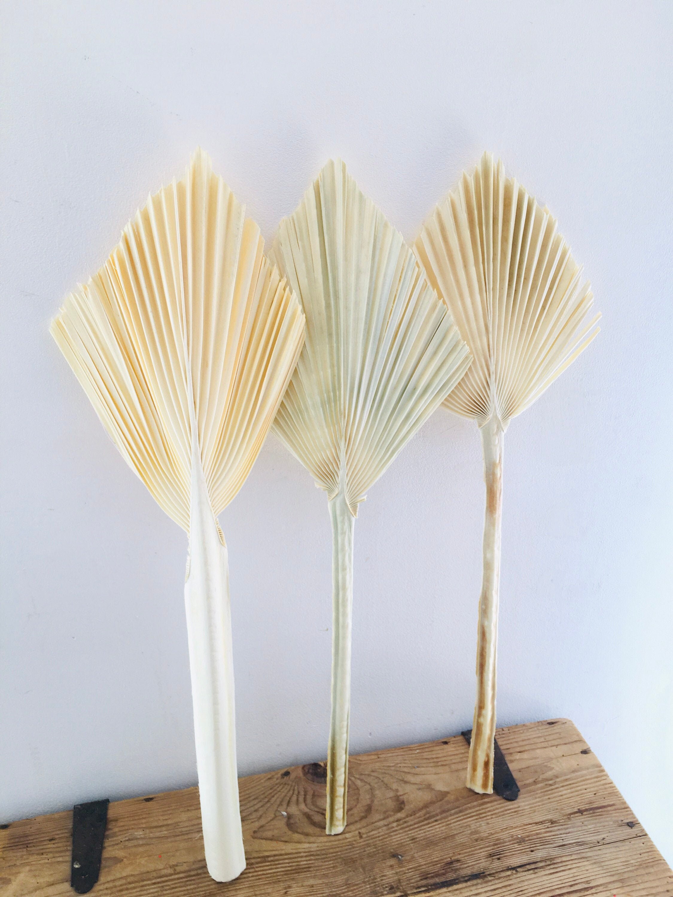 Feuille de Palmier Séchée