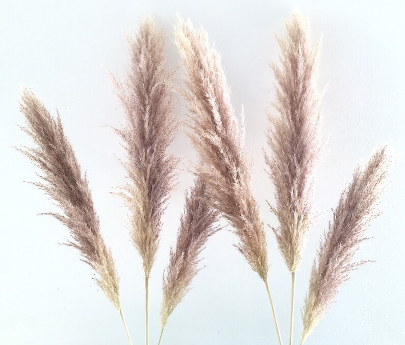Pampas Séché