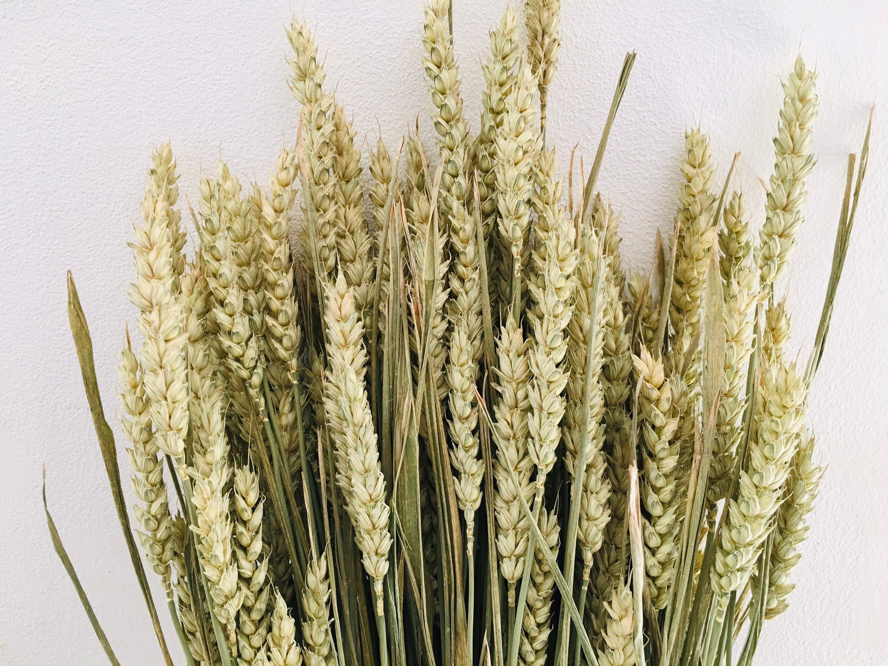 Bouquets Fleurs Séchées