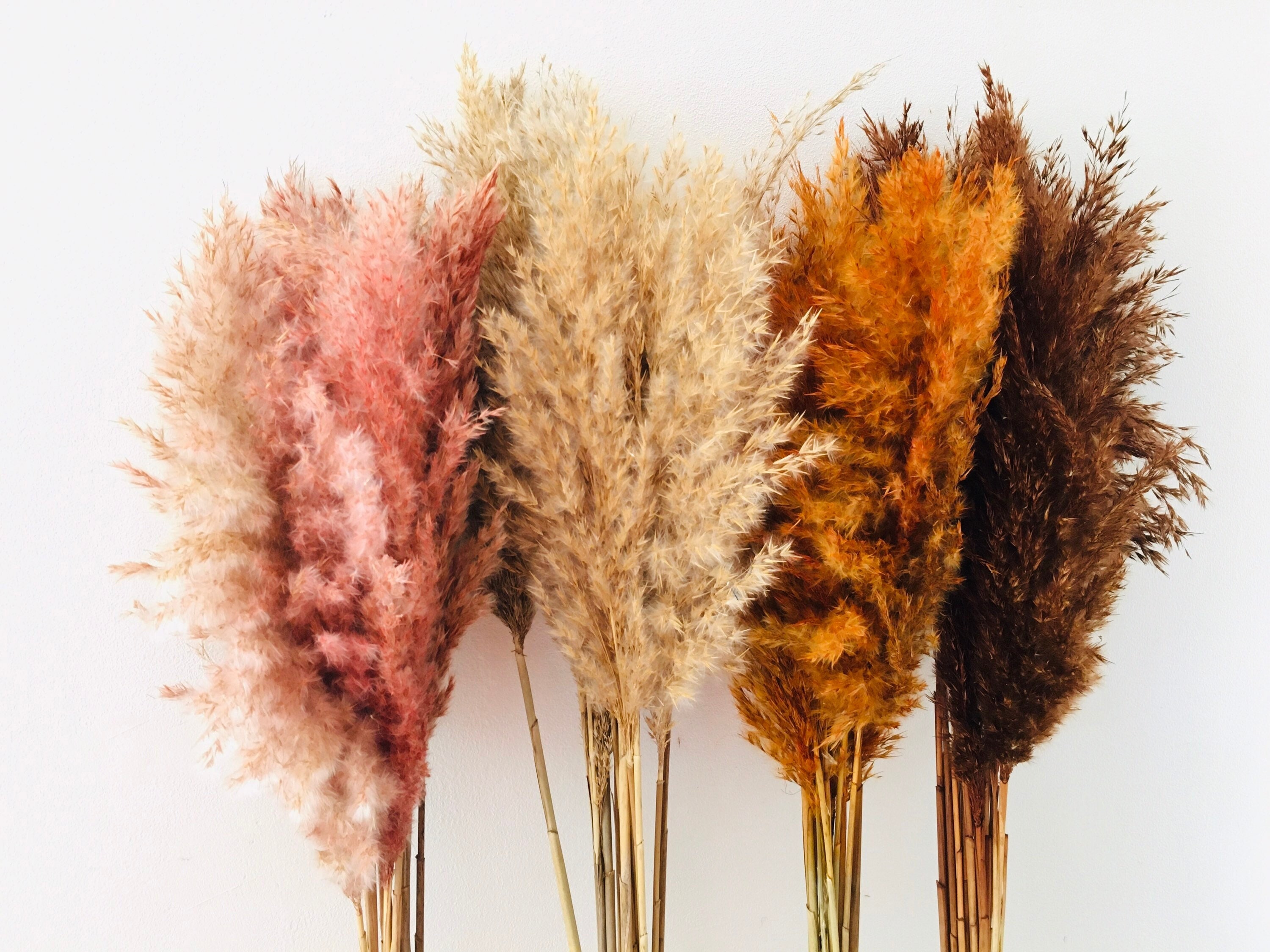 Pampas Séchée Marron