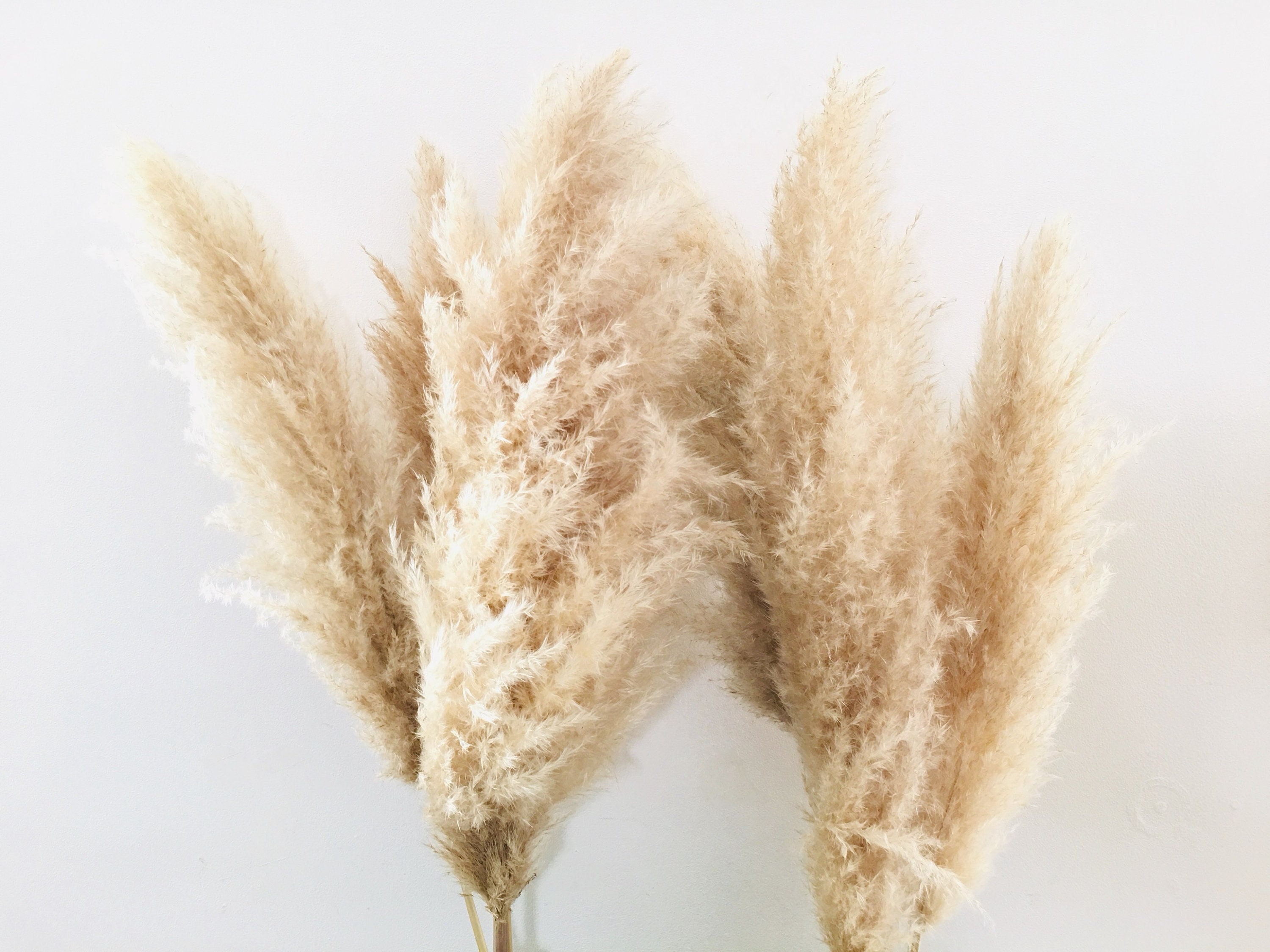 Dried pampas