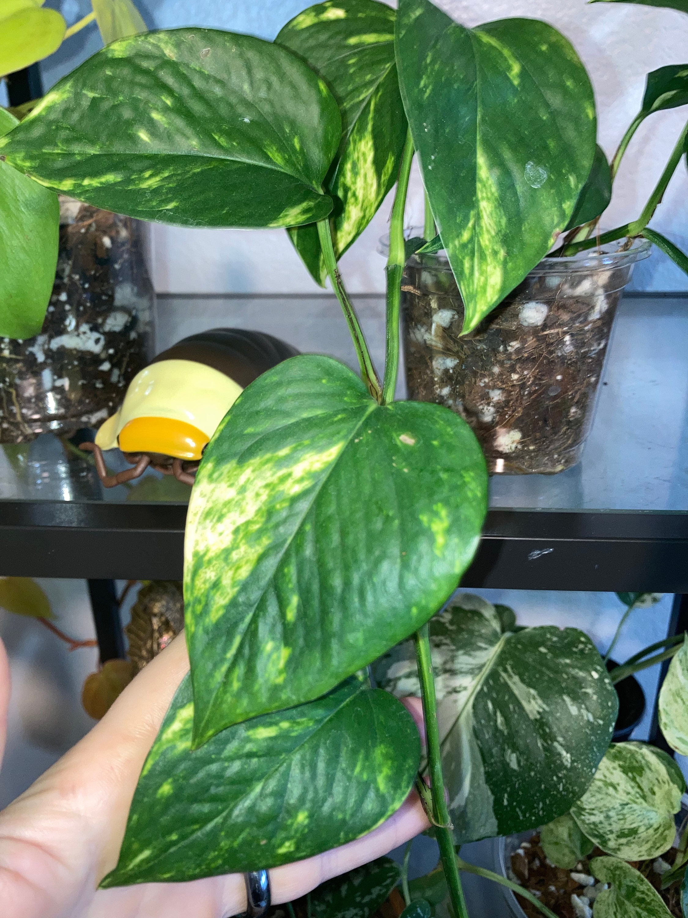 Common Pothos Cutting Bundle - Etsy