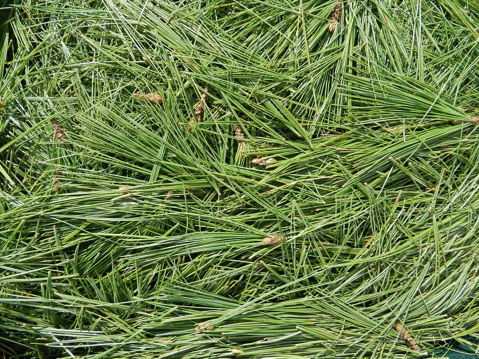 FRESH Organic White PINE NEEDLES/ Wild Harvested/ Northeast Etsy UK