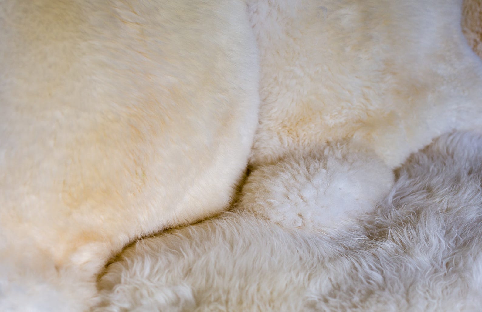 Genuine Sheep Pelt. Natural off white colour Sheepskin Rug 40 Etsy