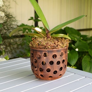 Può includere: Una pianta di orchidea in vaso con lunghe foglie verdi e un vaso di ceramica marrone. Il vaso ha una serie di fori circolari distanziati uniformemente. La pianta è su un tavolo grigio, con uno sfondo verde sfocato.