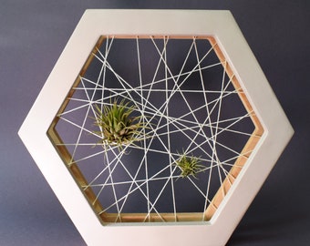 Marco para plantas aéreas de color beige claro – Exhibición tipo telaraña para tillandsias