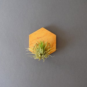 Wall Air Plant Holder Display (Hanging). Air Plant Hanger. Hexagon Geometric Wood Air Plant Wall Decor. Gift Idea for Plant Lovers