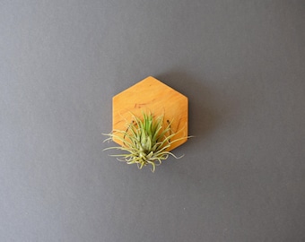 Hexagon Wood Wall Air Pflanzenhalter: Geometrische Darstellung
