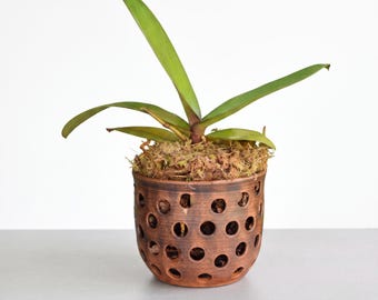 May include: A green orchid plant with long, slender leaves potted in a cylindrical brown clay planter. The planter features a repeating pattern of circular cutouts throughout its surface, and the base of the plant is covered with light brown moss.