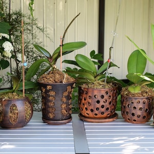 May include: Six terracotta pots with drainage holes, each containing an orchid plant. The pots are brown with a textured surface and are arranged in a row on a gray table.