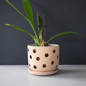 May include: A light peach-colored ceramic planter with a cylindrical shape and evenly spaced circular cutouts throughout the body. The planter sits on a matching circular saucer and contains a green plant with long leaves supported by two thin brown stakes.