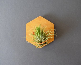 Wall Air Plant Holder Display (Hanging). Air Plant Hanger. Hexagon Geometric Wood Air Plant Wall Decor. Gift Idea for Plant Lovers