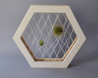 Marco de telaraña para plantas aéreas en color beige claro – Exhibidor para tillandsias