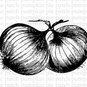 Vintage Onions Clipart for Collages and Transfering, from Antique Catalog, Instant Download Png Svg, Botanical llustration, Black and White