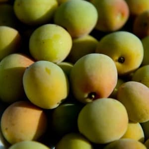 Puede incluir: Primer plano de un cuenco lleno de ciruelas amarillas y verdes. Las ciruelas est&aacute;n dispuestas en un patr&oacute;n aleatorio y algunas se superponen ligeramente.