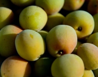 Fresh semi ripe to ripe Japanese Ume Plum-1 pound_ Shipping included.