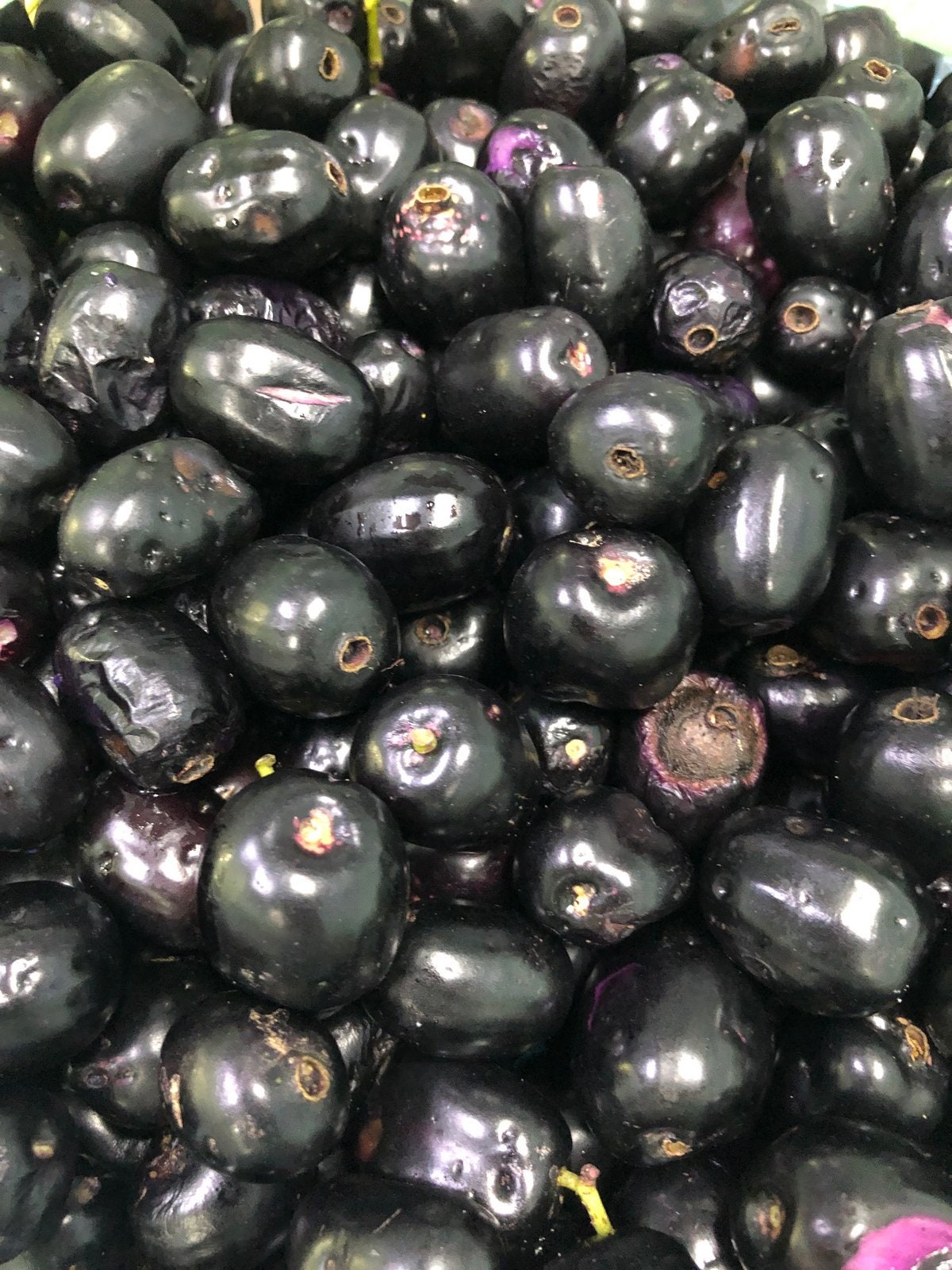 Fresh Jamun / Jamblon Fruit 2 Pounds Standard Shipping Included. Etsy