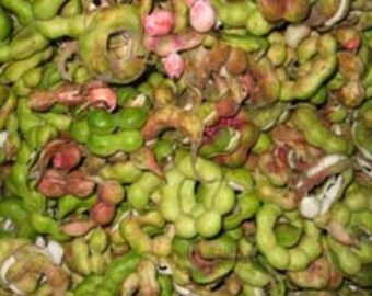 Fresh Guamachil/ Camachile/Manila Tamarind-2 lbs-Standard shipping including.