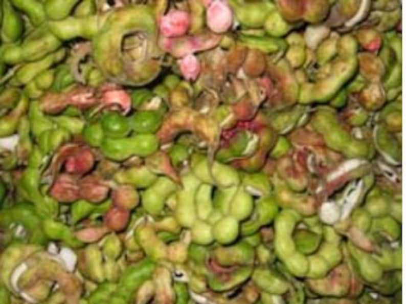 Op de afbeelding: Een grote stapel groene en roze vruchten, bekend als Manila tamarinde, met een licht gerimpelde textuur.