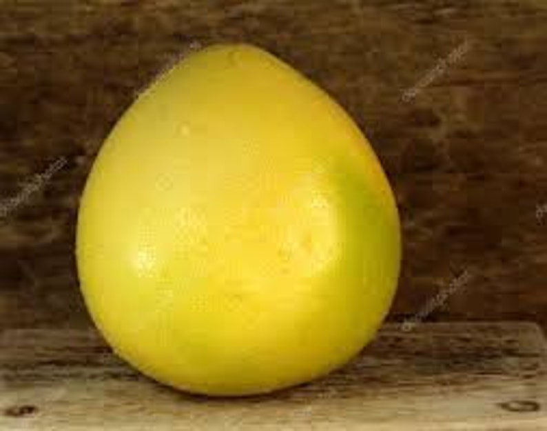 Pode incluir: Uma &uacute;nica fruta pomelo amarela madura. A fruta tem uma casca lisa, ligeiramente texturizada e uma forma de gota. O pomelo est&aacute; sobre uma superf&iacute;cie de madeira.