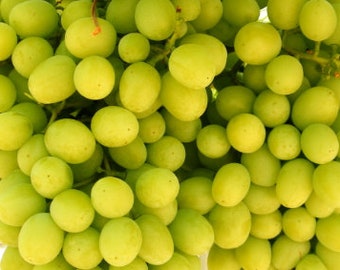 where to buy cotton candy grapes plants