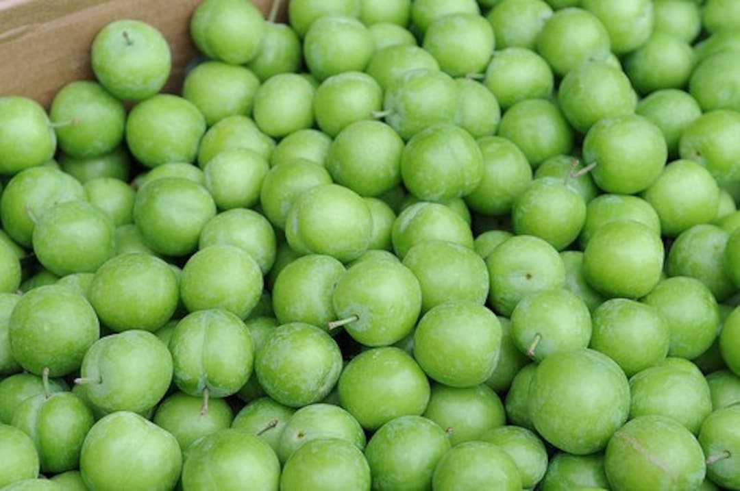 Fresh Green Plum 2.5 LBS Standard Shipping Included Etsy Australia