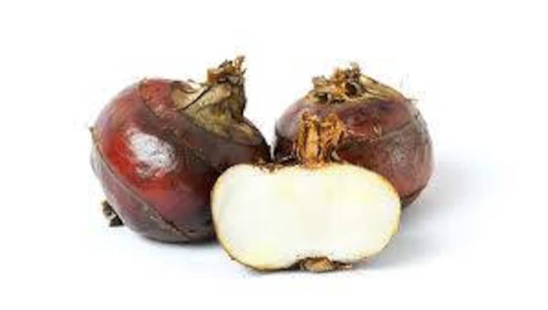 Fresh Water Chestnut 3 Lbs.standard Shipping Included. Etsy