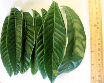 15 Pieces Grade A Fresh Picked Loquat Leaves