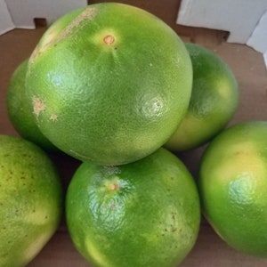 Pode incluir: Um close-up de v&aacute;rios toranjas verdes numa caixa de cart&atilde;o. As toranjas s&atilde;o maioritariamente verdes com algumas manchas amarelas. A pele tem uma textura ligeiramente &aacute;spera. A fruta &eacute; um citrino.