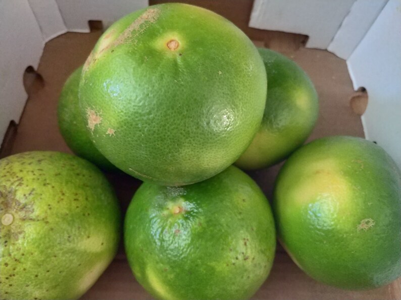 Pode incluir: Um close-up de v&aacute;rios toranjas verdes numa caixa de cart&atilde;o. As toranjas s&atilde;o maioritariamente verdes com algumas manchas amarelas. A pele tem uma textura ligeiramente &aacute;spera. A fruta &eacute; um citrino.
