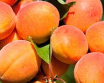 Fruits frais d'abricot doré - 3 livres. - Frais de port standard inclus.