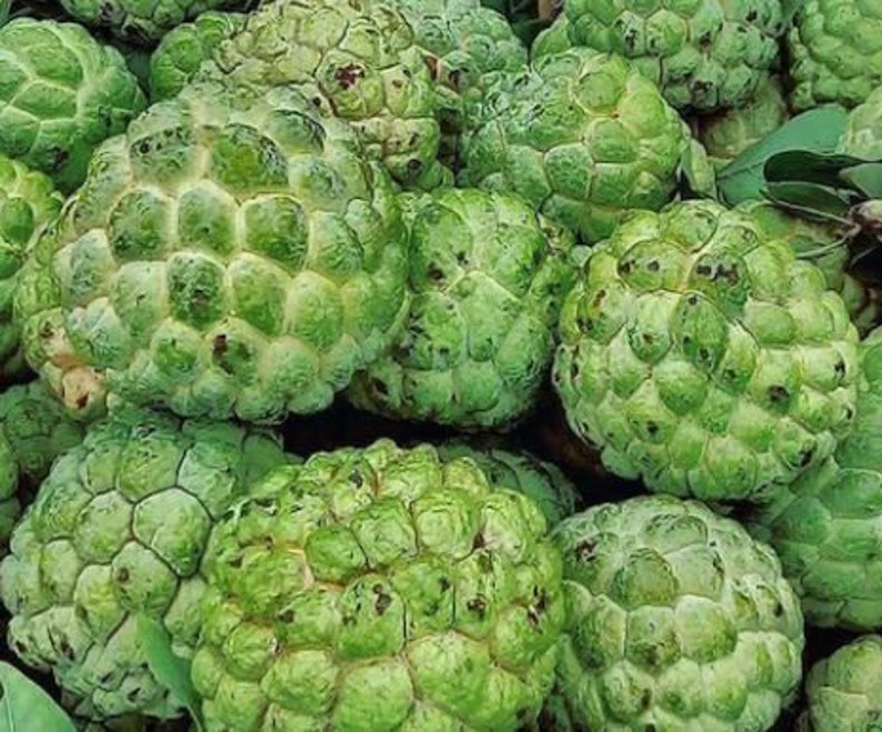 Fresh Sugar Apple 23 Fruits.standard Shipping Included. Etsy