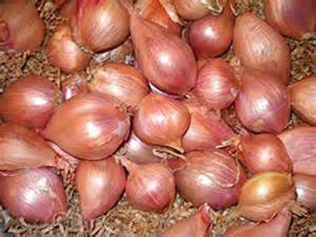 Fresh Shallots Usa3lbs standard Shipping Included. Etsy