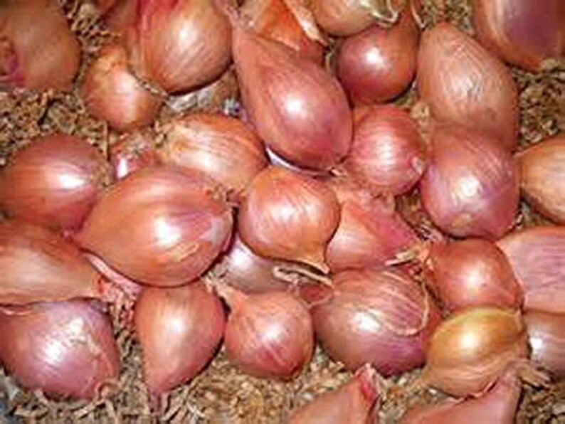 Fresh Shallots USA3lbs Envío estándar incluido. Etsy España