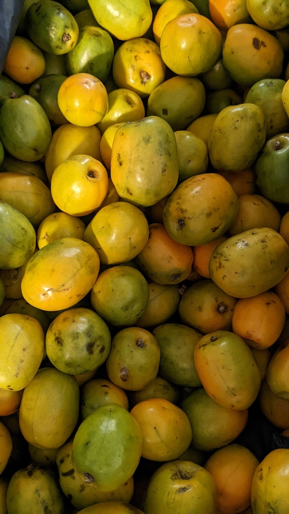 Fresh Jocotes Spanish Plum 2 Lbs. Standard Shipping Etsy