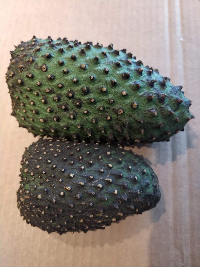 May include: Two green soursop fruits with spiky, bumpy skin. The fruit on top is lighter green and the fruit on the bottom is darker green.