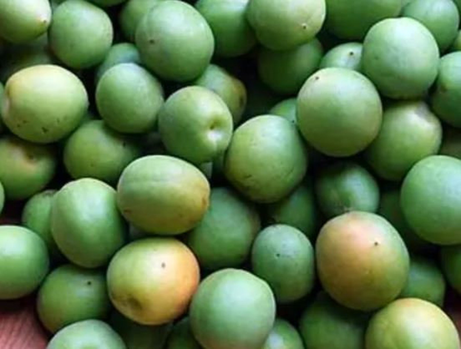 Fresh Green Japanese Ume Plum1 Pound_ Shipping Included. Etsy