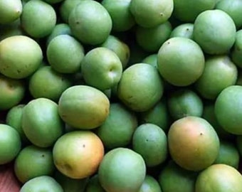 Fresh green Japanese Ume Plum-1 pound_ Shipping included.