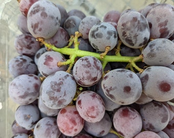 Fresh Black Seeded Grapes- 3 lbs- short season!-Standard shipping included.