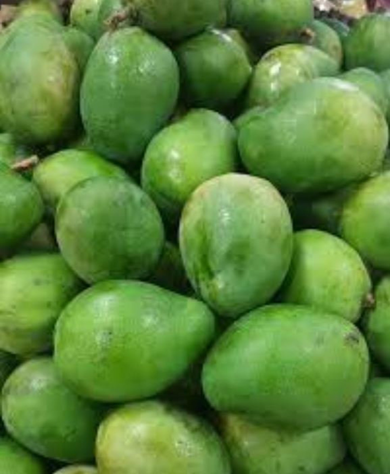 Fresh Green Baby Mangoes1 Poundstandard Shipping Included. Etsy