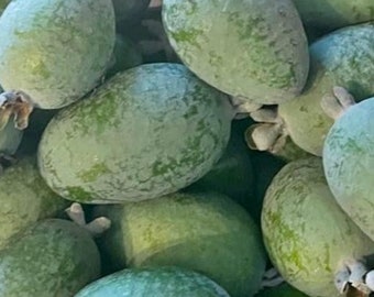 Fresh Pineapple Guava- 3 pounds- Standard shipping included.