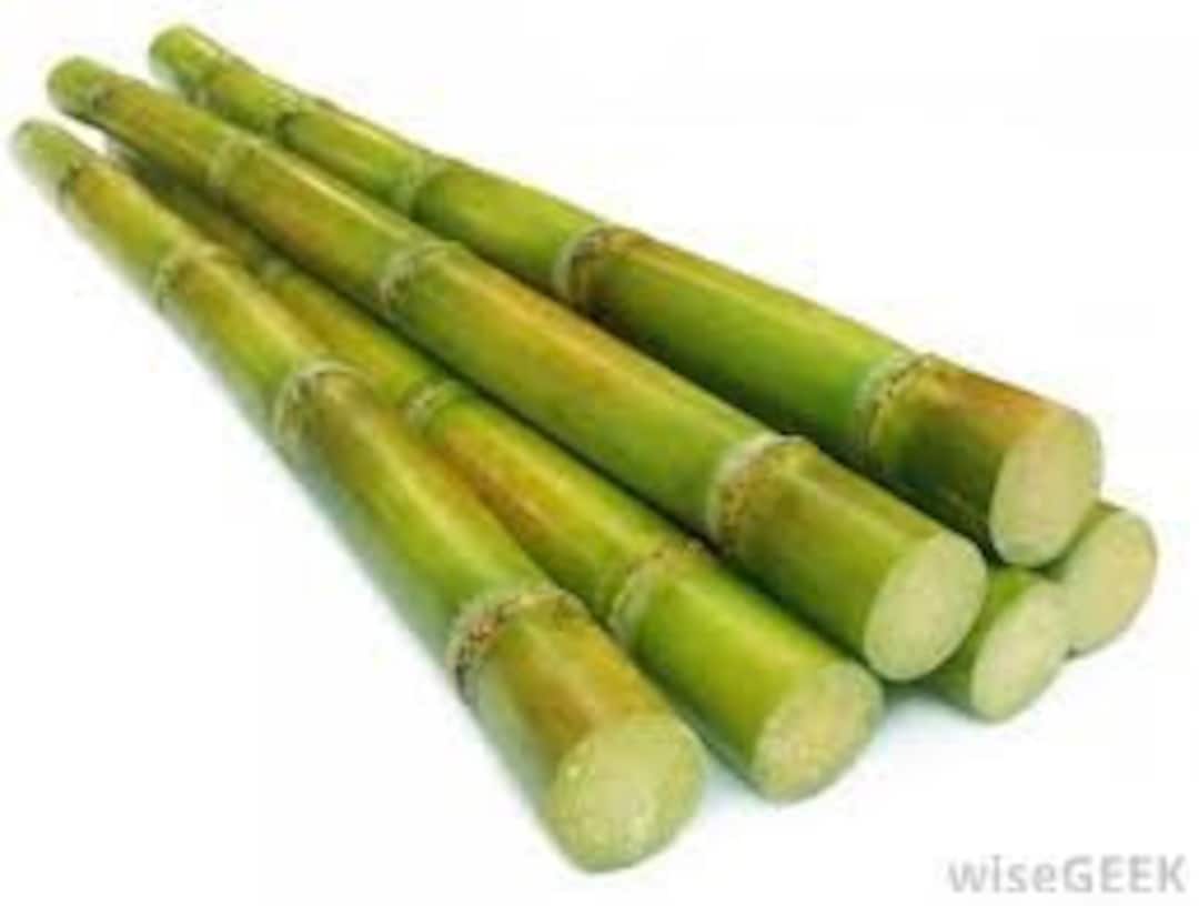 Fresh Sugarcane Sticks 5lbsstandard Shipping Included. Etsy