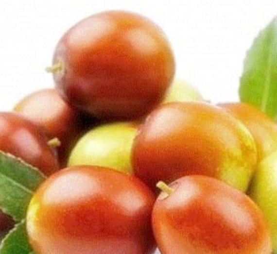 Jujubes 2024