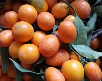 Fresh Kumquat fruits- ( 4 Lbs)-Standard shipping included.