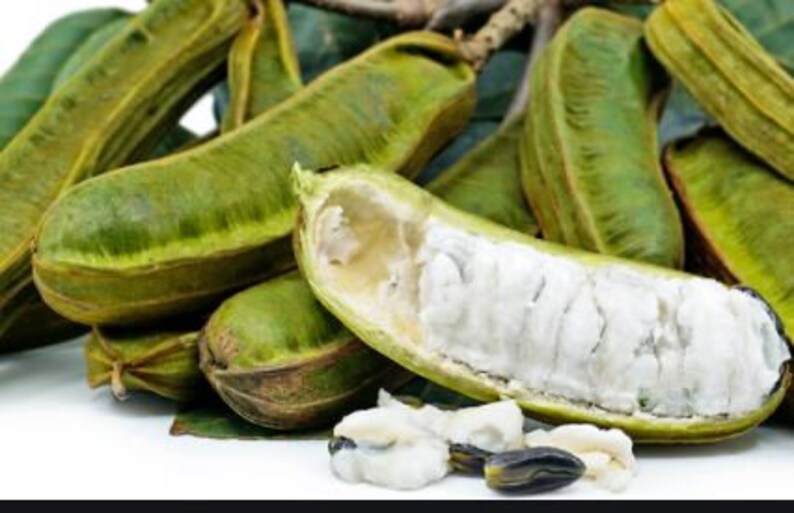 Fresh Ice Cream Bean 1 Fruit standard Shipping Included. Etsy