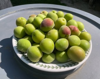 Fresh Taiwan Sour Plum- 2.5 lbs.- Standard shipping included.