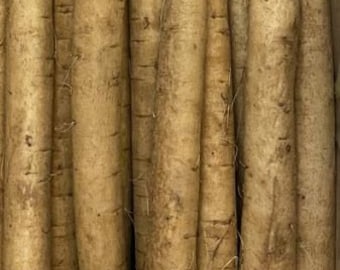 FRESH BURDOCK ROOT(GoBO RooT, Bardana)- 2.5 lbs =Standard shipping included.