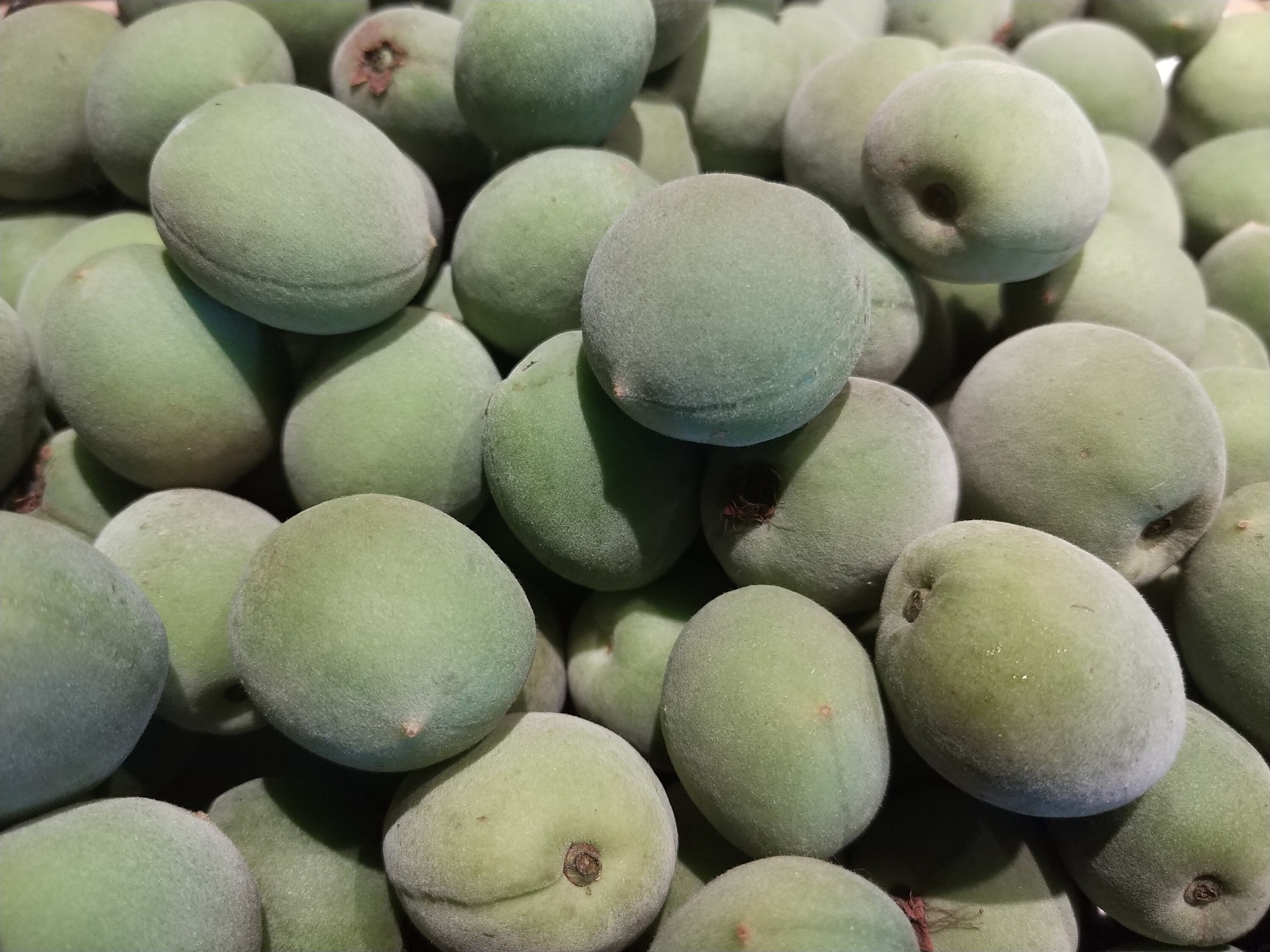 Fresh green Japanese Ume Plum1 pound_ Shipping included. Etsy