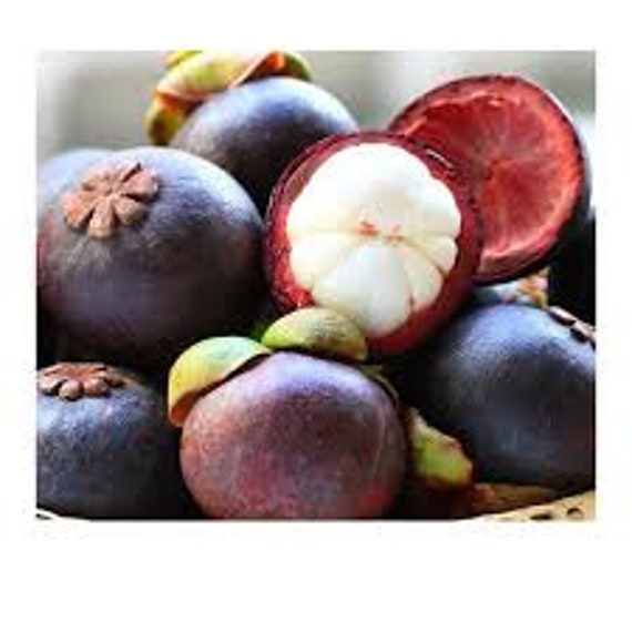 Fresh Mangosteen 2 5 Lbs Standard Shipping Included Etsy
